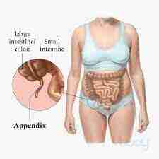 appendix-kis-side-hota-h-kaise-hota (2)